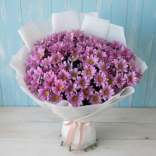 Букет цветов из:  Хризантемы в Зеленый Бор