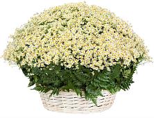 Цветочная композиция из Ромашки в корзине #REPLACE_PRED# Зеленый Бор